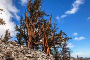 Bristlecone Pines-9078